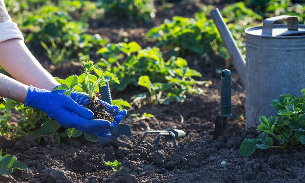 planting strawberries in the garden